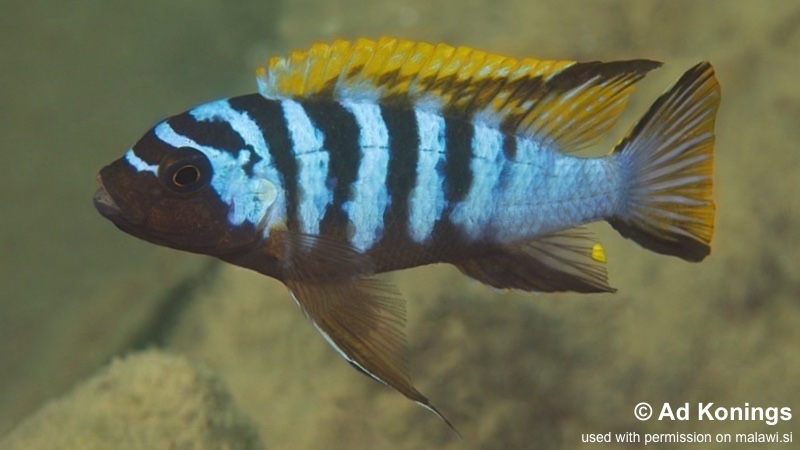 Maylandia sp. 'red top gallireya' Gallireya Reef